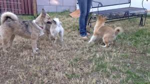 Adult Pomskies Playing With Teenager Pomsky