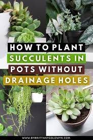 How To Plant Succulents In Pots Without