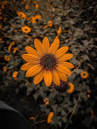 sunflower background black flower