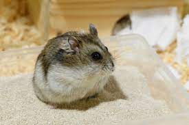 Should Hamsters Take Sand Baths