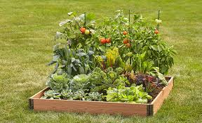A raised garden bed (or simply raised bed) is a freestanding box or frame—traditionally with no in raised beds, you will be planting seeds and transplants closer because the beds are smaller and another fast, cheap method of building raised beds is to use concrete construction (cinder) blocks. How To Build A Raised Garden Bed The Home Depot