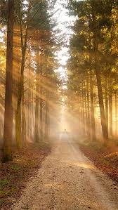 nature sunshine grove forest path