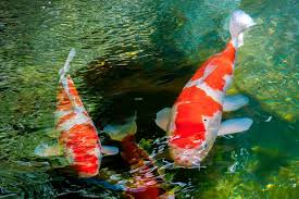 How To Create A Koi Fish Pond In Your