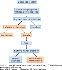Thalassemia Pathophysiology Of Blood Disorders