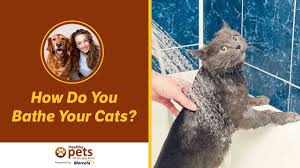 You'll get nowhere and your pet will just become increasingly irritated and aggressive. What Can I Use To Wash My Cat