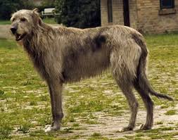 In this type of liver shunt, the ductus venosus seals properly at birth, but a blood vessel outside the liver develops abnormally. Irish Wolfhound Portosystemic Shunt Ufaw