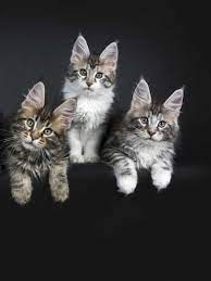 florida maine kittens