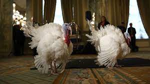 ✓ free for commercial use ✓ high quality images. Two Turkeys Are Living In Luxury At A Four Star Hotel Before They Re Pardoned By President Trump Architectural Digest