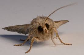 clothes moths pest uk