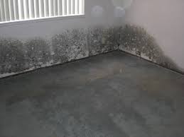 mold on carpet and baseboard