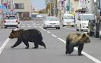 Image result for 4 bears from Japan
