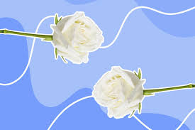 white roses what do they truly