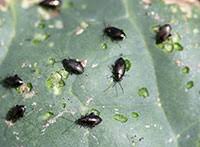 flea beetles 5 592 extension