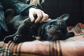 They are beautiful, but its important for buyers to understand that the temperament, traits, and personality of the french bulldog would be altered and maybe little different as a cross bred dog. Is The French Bulldog Hypoallergenic
