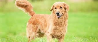 American golden retrievers were bred from english variants imported to the u.s through canada, but they developed and evolved differently from their english counterparts. Golden Retriever Puppies For Sale Greenfield Puppies