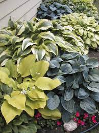 Hostas How To Plant Grow And Care For
