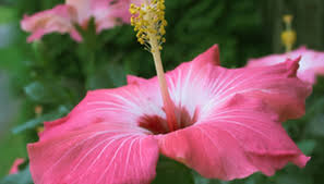 adaptations of the hibiscus plant