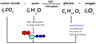 photosynthesis chemical formula