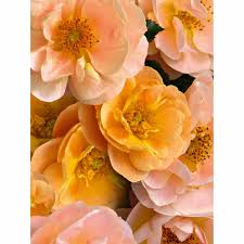 tesselaar flower carpet rose amber