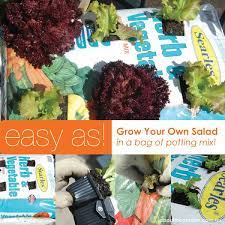Grow Salad In A Potting Mix Bag
