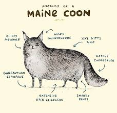 Anatomy Of A Maine Coon Art Print