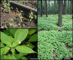 Weed Risk Assessment for Impatiens parviflora DC. (Balsaminaceae ...