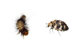 carpet beetle control how to get rid