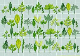 the 12 easiest herbs to grow inside