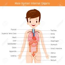 Male Human Anatomy Internal Organs Diagram Physiology Structure