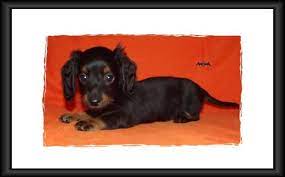 They were originally bred for hunting badger, hence the name. Mini Dachshund Puppies For Sale In Alabama Akc Smooth Long Coat Dachshund Puppies Puppies Mini Dachshund
