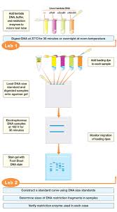 Restriction Digestion And Analysis Of Lambda Dna Kit Life