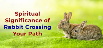 rabbit crossing your path