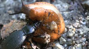 snails promote slug predators