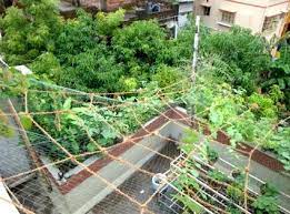 Pin On Rooftop Garden India