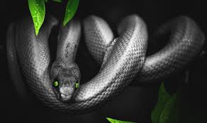 dreams of snakes meanings