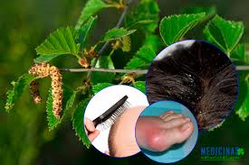 Resultado de imagen para ABEDUL