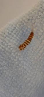 her is a carpet beetle larva