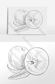 Download now 10 gambar sketsa apel simple dan mudah 2019 dp bbm. Drawing Line Drawing Sketch Summer Fruit Apple Illustration Png Images Psd Free Download Pikbest