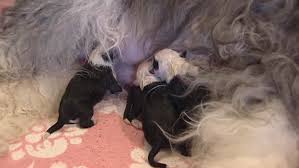 Like other newborn puppies, skipper likes to eat, drink water and go to the bathroom. Old English Sheepdog Nursing First Stock Footage Video 100 Royalty Free 5853263 Shutterstock