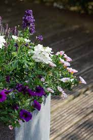 Low Maintenance Plants For Outdoor Pots