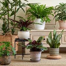 Growing Plants Indoors A Beginner S