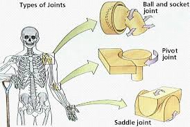 Sesamoid bones can be found on joints throughout the body, including: Muscular And Skeletal Systems