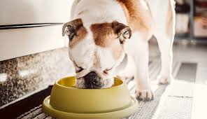 pet food recalled due to salmonella