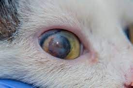 a corneal ulcer overview for pet owners