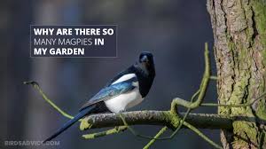many magpies in my garden