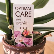 Nel linguaggio dei fiori l'orchidea ha un posto fondamentale, perché rappresenta la gioia e sancisce un patto d'amore e d'amicizia profondo e che dura nel tempo. Pianta Di Orchidea Phalaenopsis Mini