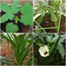 I am your garden friend, today video i will show best tips to grow okra (lady finger) plant at home naturally it easy and fast to grow . Growing Lady Finger In Pots Containers Indoors Agri Farming