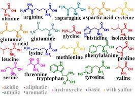 twenty common amino acids