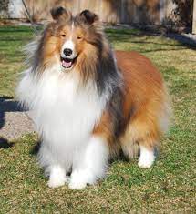 Lucy was bred in our 1st litter. Weis Shelties About Us