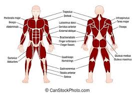 Whatever a person does, all his movements, even those to which we sometimes do not pay attention, are enclosed in the activity of muscle tissue. Muscles German Names Chart Muscular Male Body Muscle Chart With German Description Of The Most Important Muscles Of The Canstock